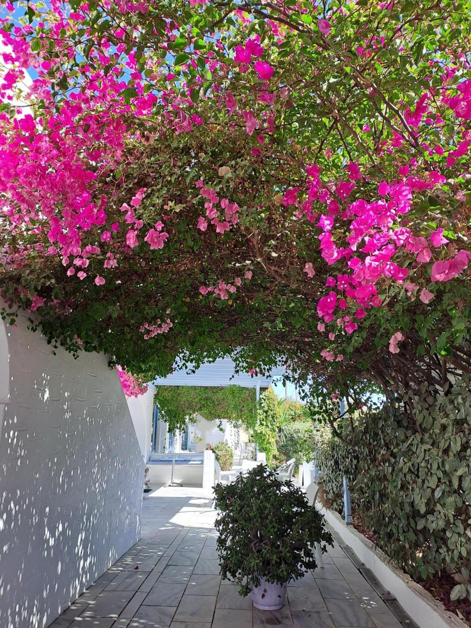 Stratos Apartments & Studios Πάρος Εξωτερικό φωτογραφία